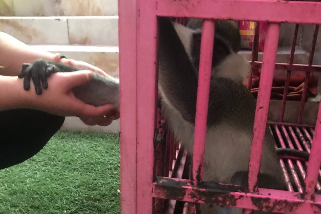 Why Egypt Needs a Monkey Sanctuary