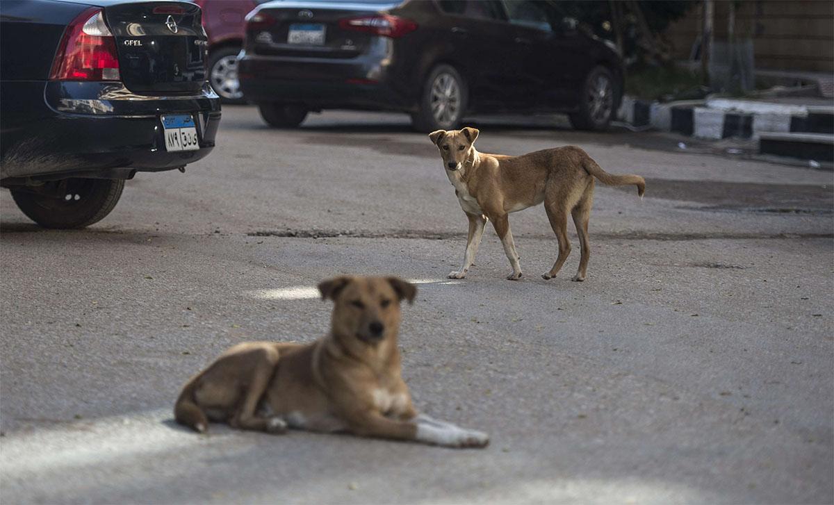 Saving Lives: 9 Ways to Help Stray Animals in Egypt | Egyptian Streets