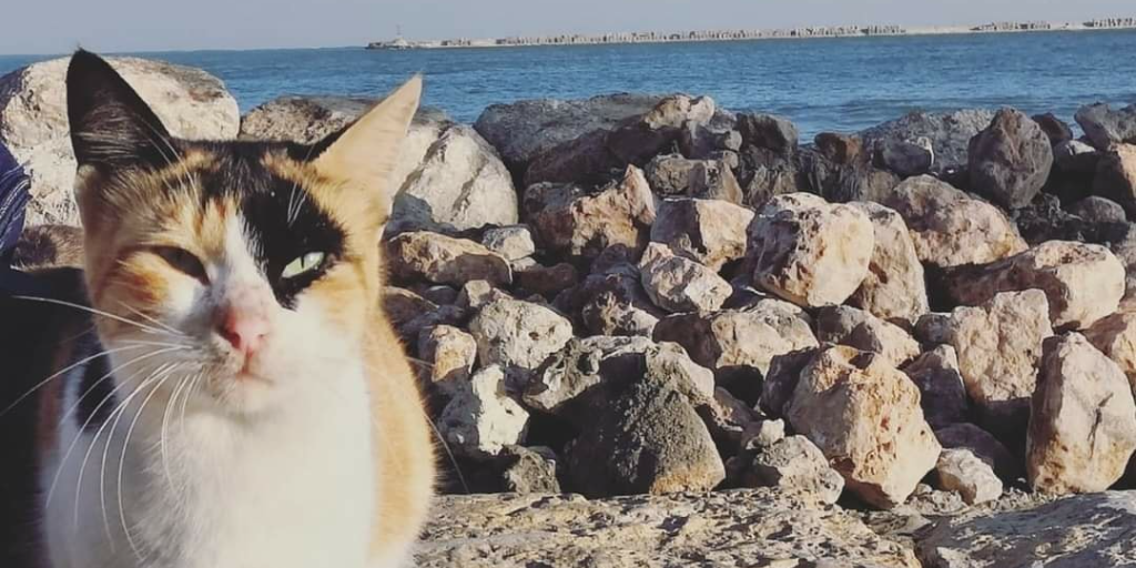 Charming and Heartwarming: Stories from the Cats of Egypt Facebook Page