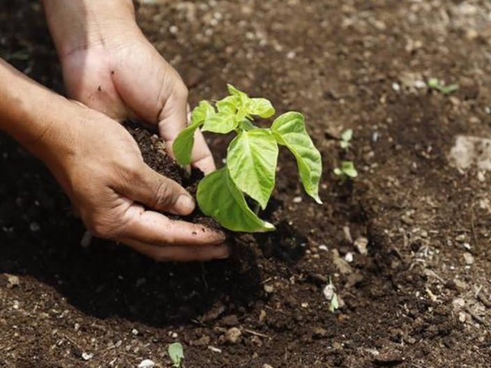 planting trees Egyptian Streets
