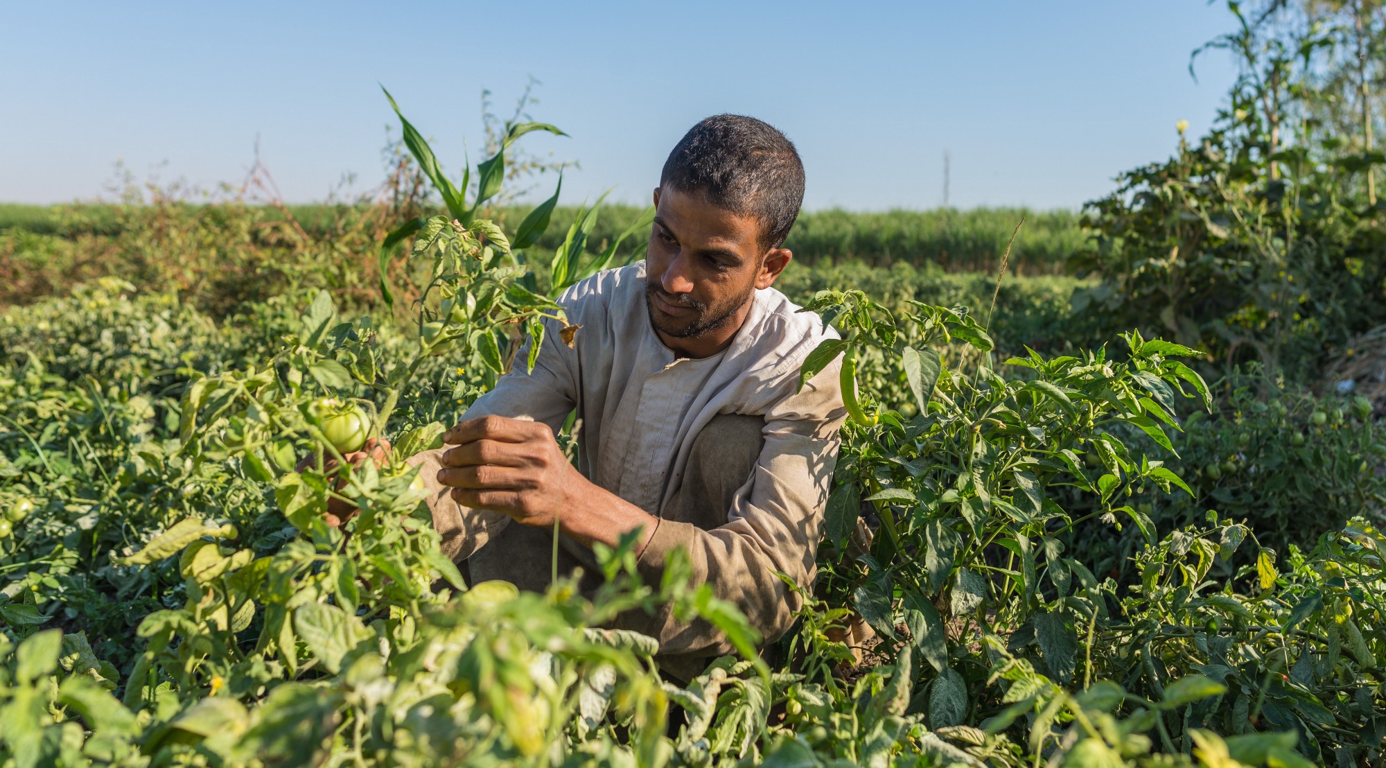 Modern Egyptian Farmers