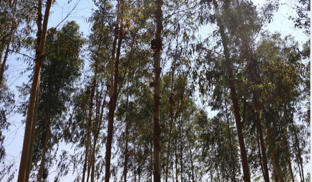 Fighting Desertification and Climate Change The Serapium Forest in