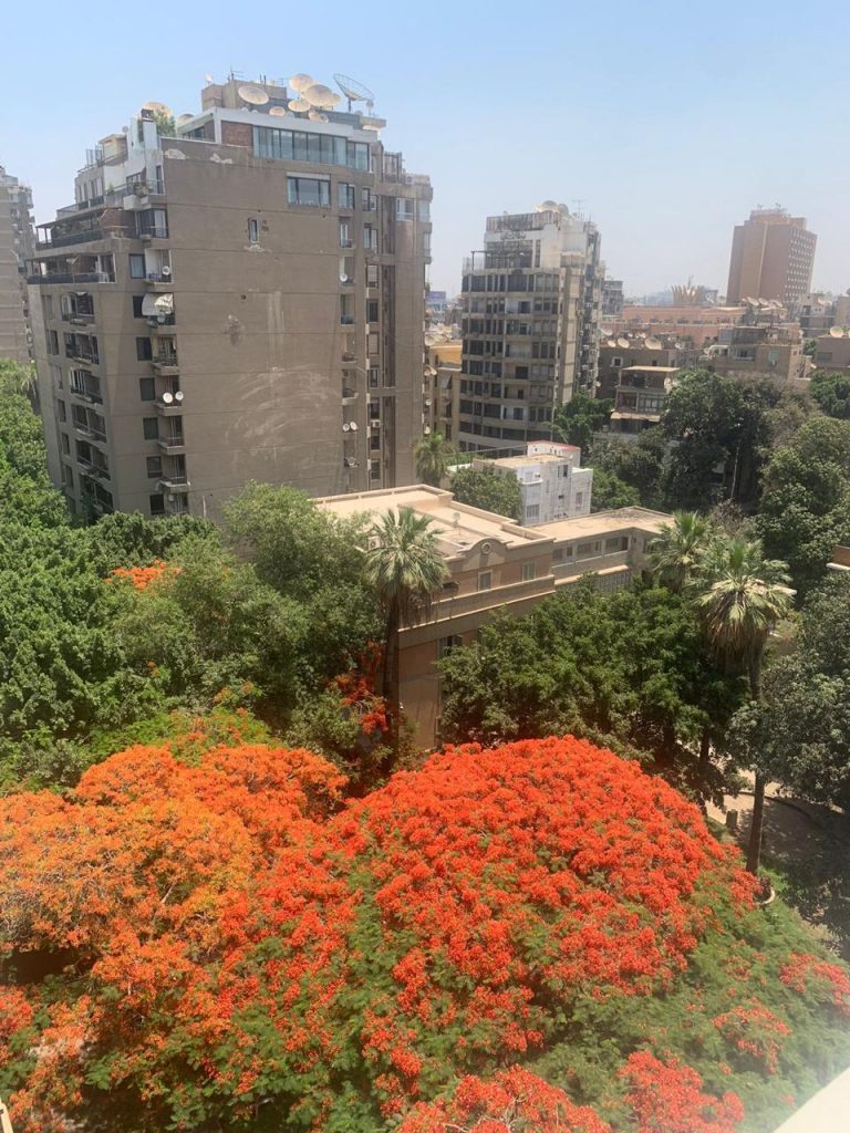 In Bloom Cairo’s Enchanting Flame Tree Egyptian Streets