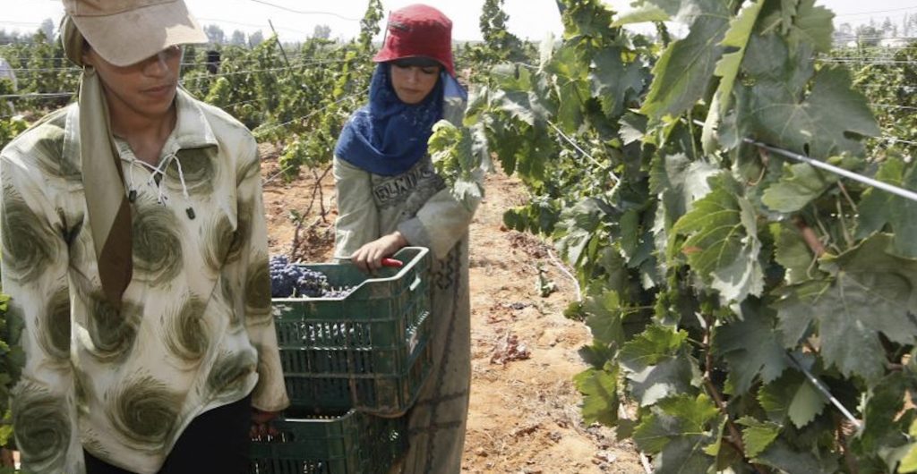Oaks and Corks The Brief History of Wine in Egypt Egyptian Streets