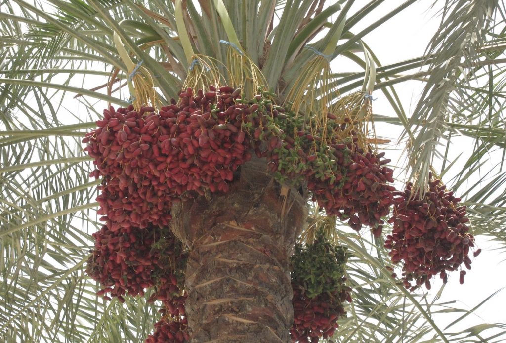 Fall Harvest Zaghloul Date Season in Egypt The African Nation