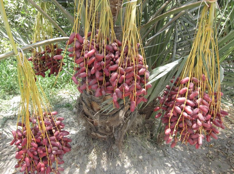 Fall Harvest Zaghloul Date Season in Egypt The African Nation