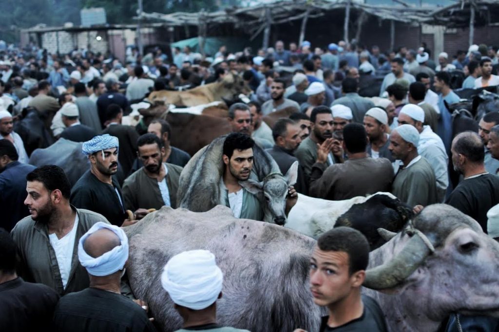 In the Menoufia Livestock Market, which is held every Tuesday of the week, men display their livestock for sale. Photo credit: Abdulrahman Adriano