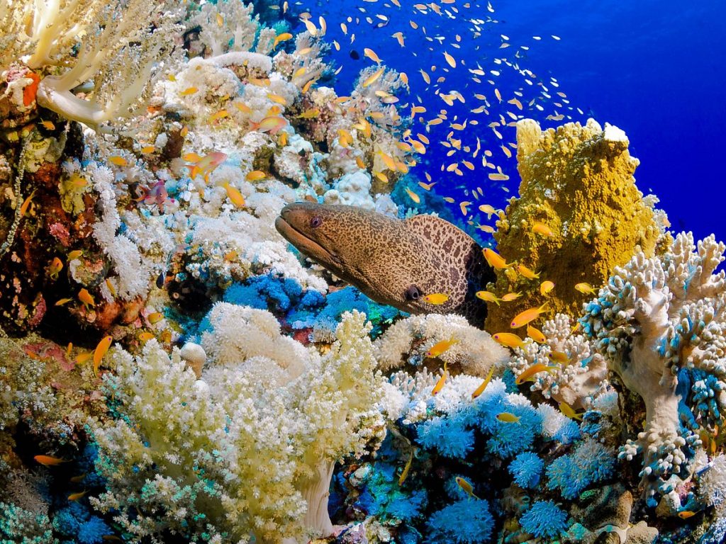 A Whole New World Egypt’s Unique Scuba Diving Destinations Egyptian