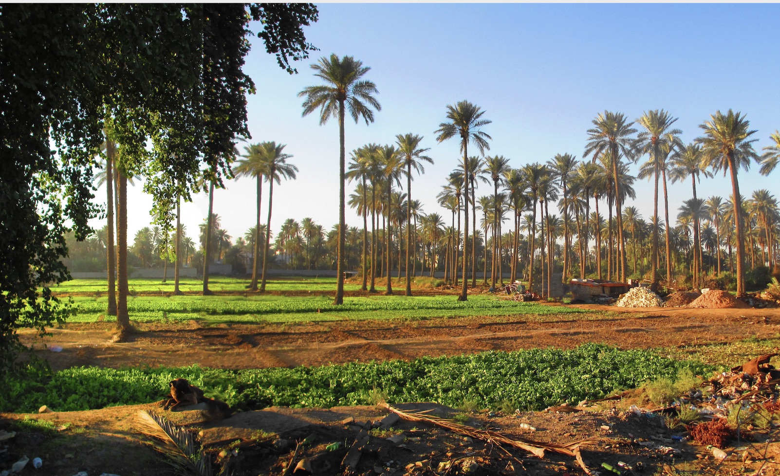 Egypt to Adopt Drought Tolerant Crops to Combat Water Scarcity ...
