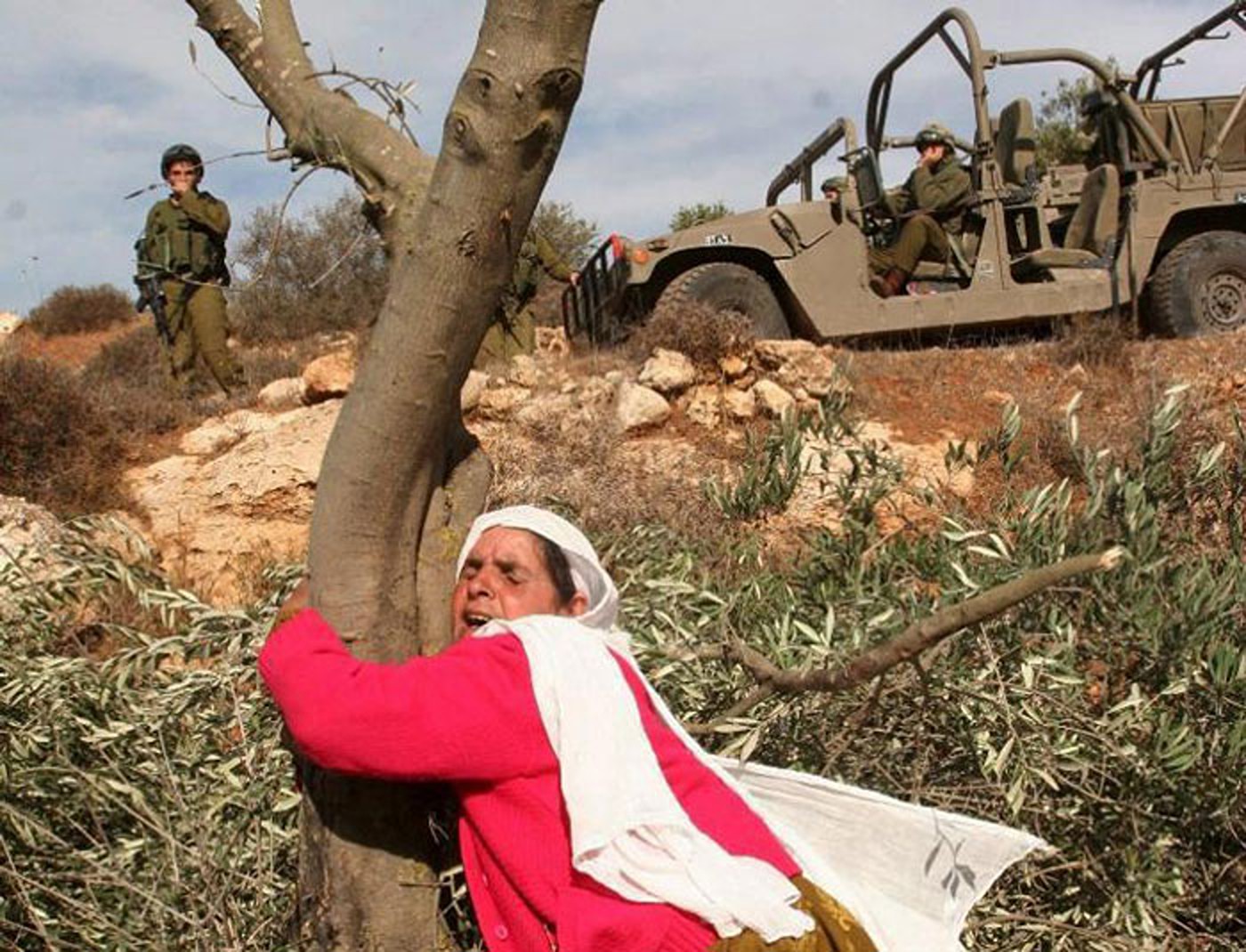 Battling Environmental Injustice in Palestine: The Olive Trees’ Untold ...