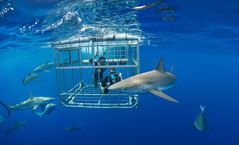 Egypt Begins Satellite Tracking of Sharks in the Red Sea for Marine Research