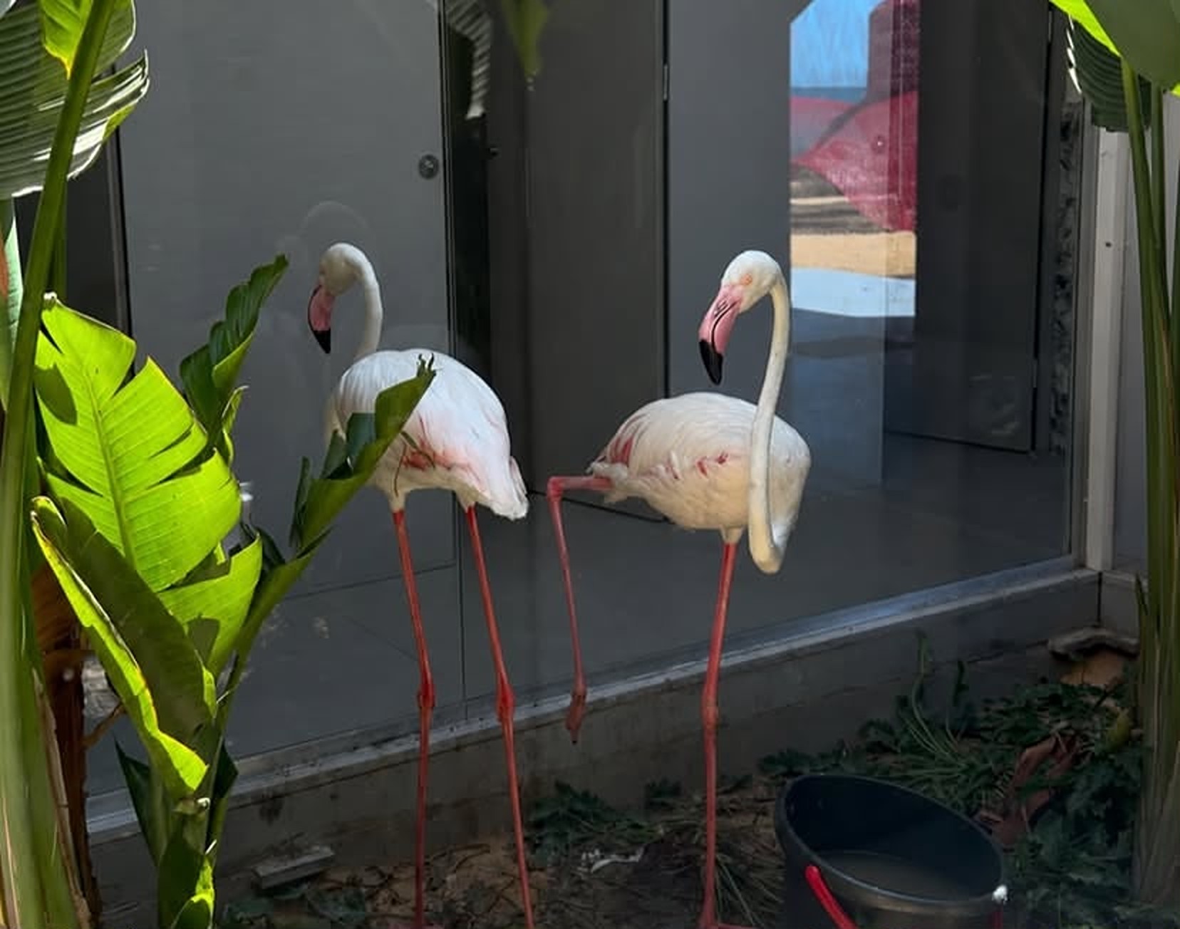 &ldquo;Not Decorations&rdquo;: Egyptians Call for Action Over Animal Welfare Practices