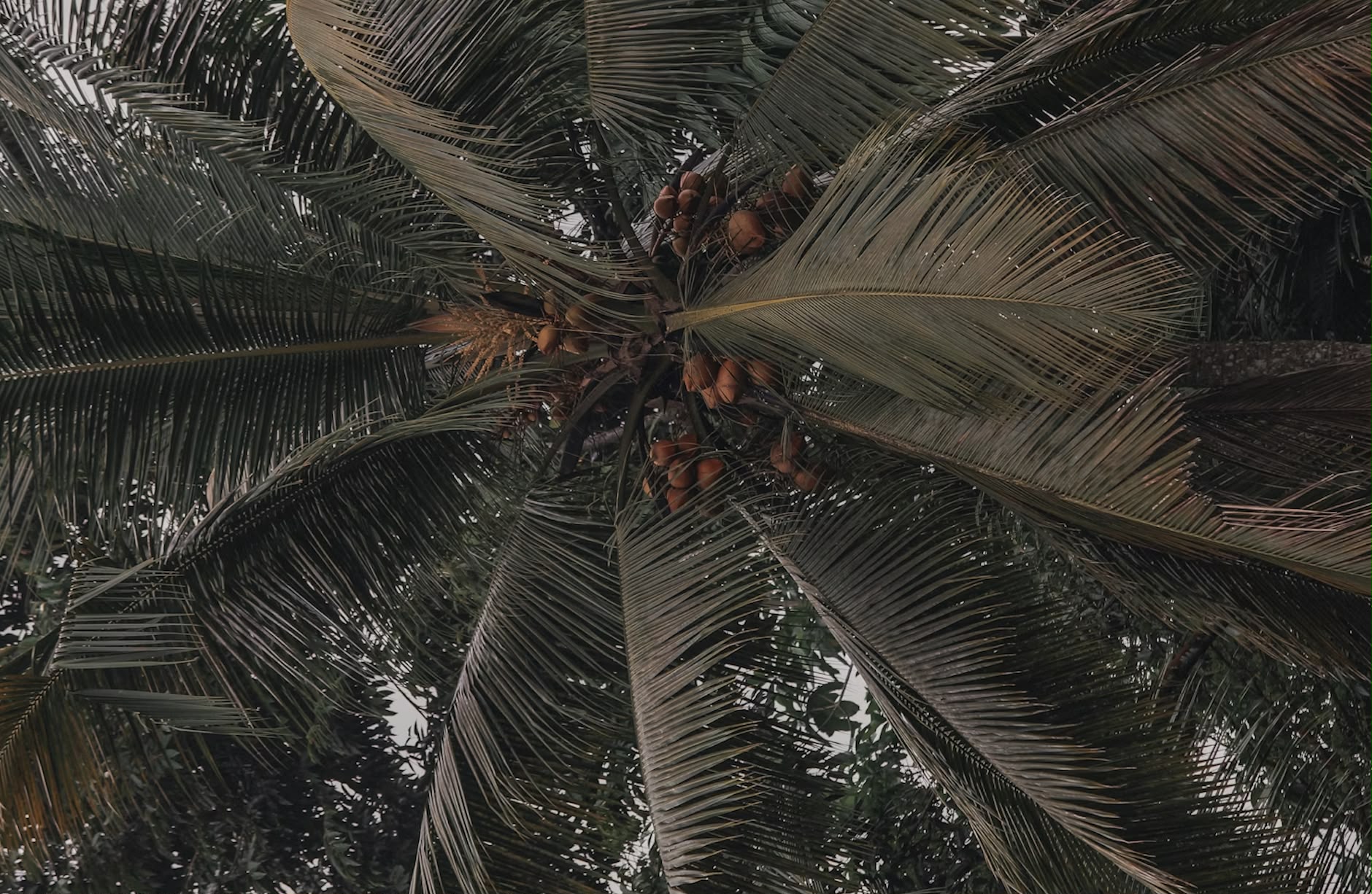 Palm Oil in Summer Barbecue Nutrition: A Practical Perspective on High-Protein Dietary Patterns