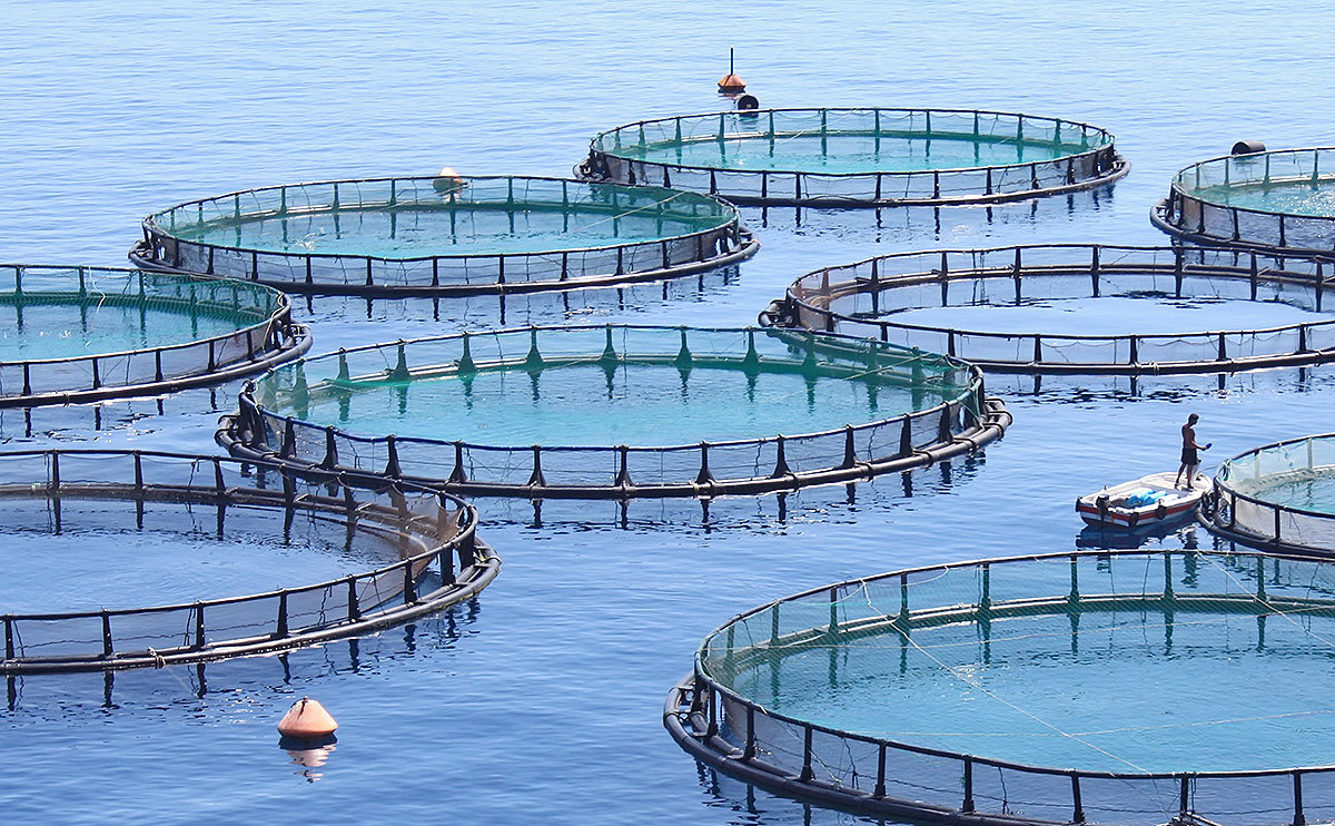 Egypt&rsquo;s Farmed Fish Cleared for European Union Market